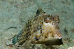 Trunk fish in Gulf of Aqaba 105mm macro by Chris Kennedy 